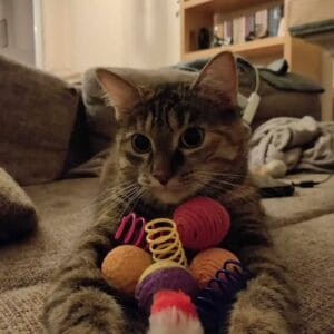 Kattenspeeltjes