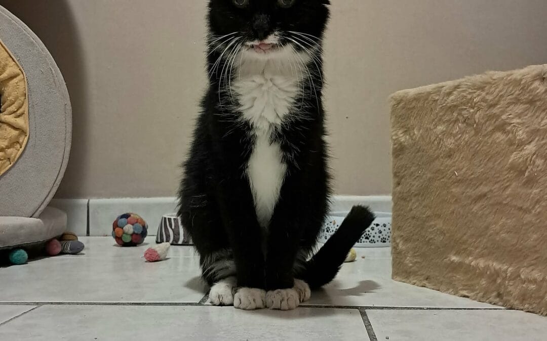 Rafael