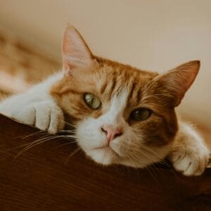 Kattenhebbedingetjes