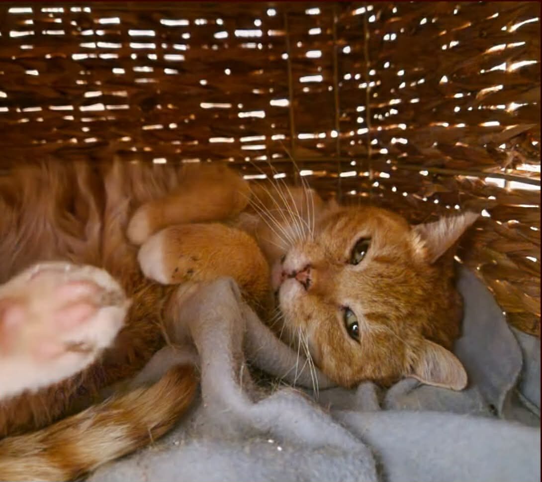 Picture of Ginger