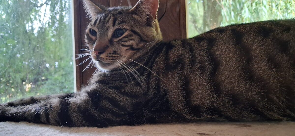 Picture of Clyde
