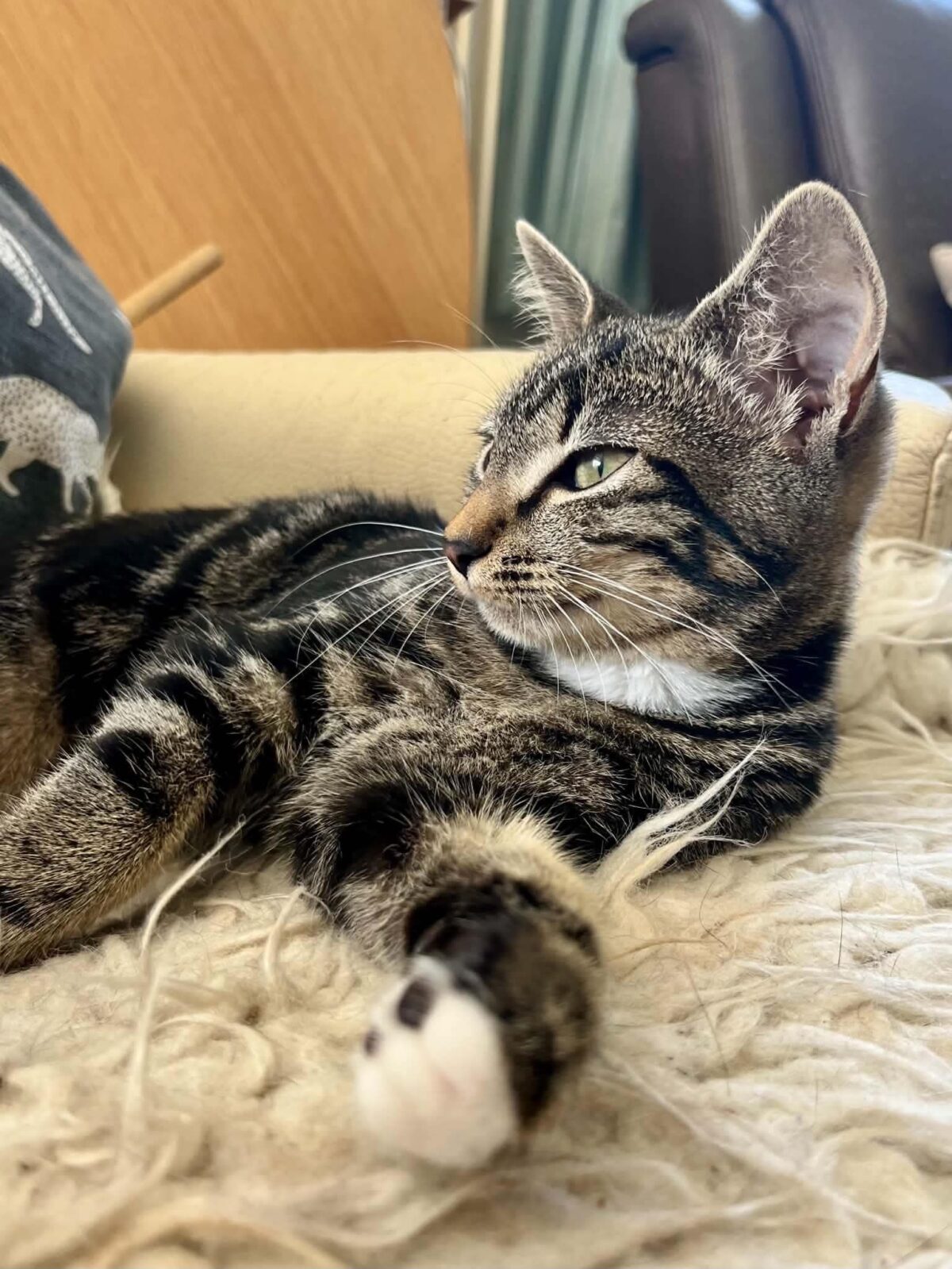 Picture of Roosje