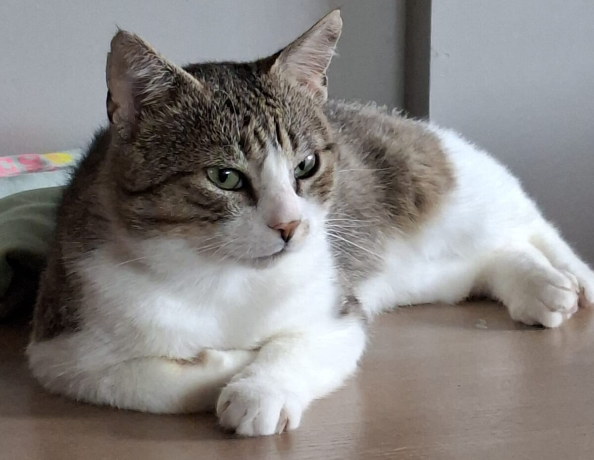Picture of Réginald
