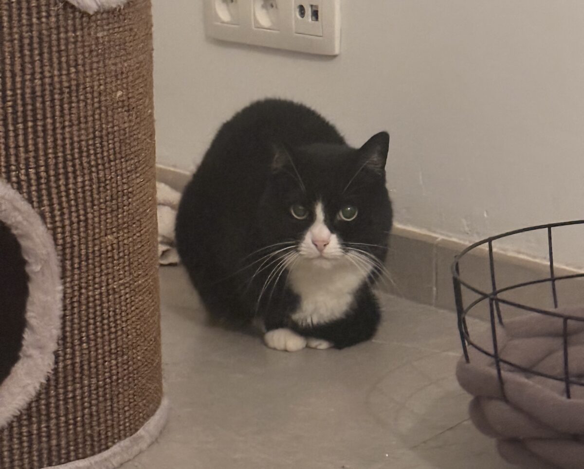 Foto Romelu